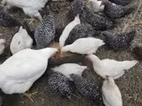 Chickens — foto 2
