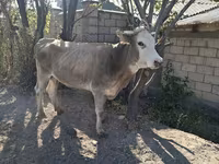 Mucca, Simmental cattle — foto 7