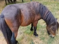 Kůň, Shetland Pony — foto 1