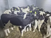 Lembu jantan, Simmental cattle — foto 2