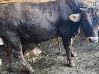 Toro, Swiss cattle — foto 6