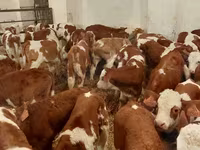 Bik, Simmental cattle — fotografija 3