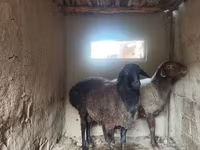 مینڈھا, بھیڑیں — تصویر 2