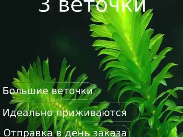 Էլոդեա Դենսա (Elodea densa) – 3 ճյուղ կենդանի ակվարիումային բույս
