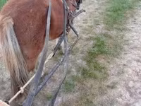 اسب نر, Shetland Pony — عکس 4