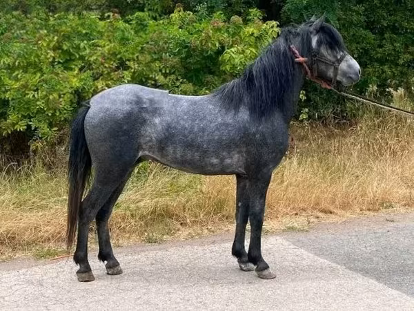Horse (M), Hungarian horse breed — Hungary