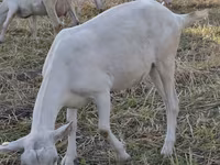 Ямаа, Saanen goat — 3 зураг
