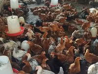Chickens — foto 3