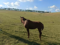 مادیان, اسب — عکس 2