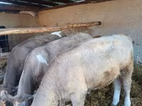 Mucca, Aberdeen Angus — foto 2