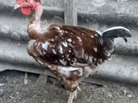 Chickens — รูปภาพ 1