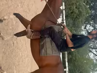 雄馬, Thoroughbred horse — 写真 3