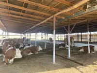 گاو ماده, Simmental cattle — عکس 3