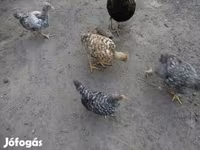 Chickens — foto 2