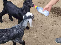 بز نر, Nubian Goat — عکس 4