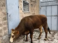 암소, Simmental cattle — 사진 4