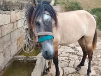 Hingst, Alter Real — foto 2