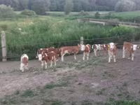 Býk, Simmental cattle — foto 3