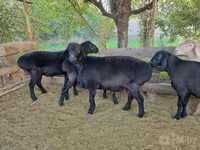 قوچ, Hissar sheep — عکس 3