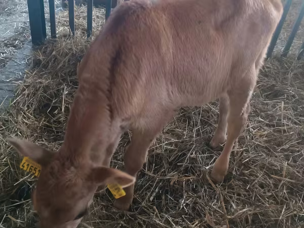 Vacă, Bovine