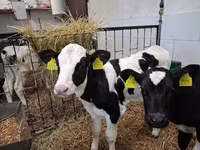 Býk, Russian Black pied cattle — foto 1