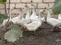 Geese — புகைப்படம் 1