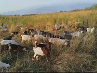 Ziege, Ziegen — Foto 2