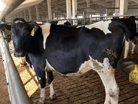 Vacă, Rasa Holstein — foto 4