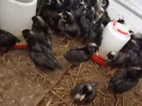 Chickens — ፎቶ 4