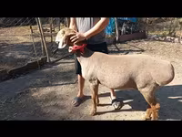 Ovce, Arashan sheep — foto 3