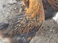 وایندوت — عکس 3