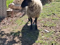 قوچ, White Suffolk sheep — عکس 2