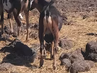 ছাগল, ছাগল — ছবি 1
