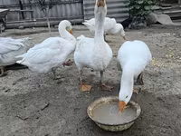 Geese — fotografija 1