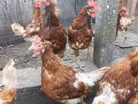 Chickens — fotografija 2