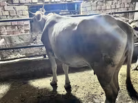 Dibi, Cattle — sawirka 7
