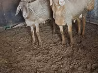 Ovce, Arashan sheep — foto 5