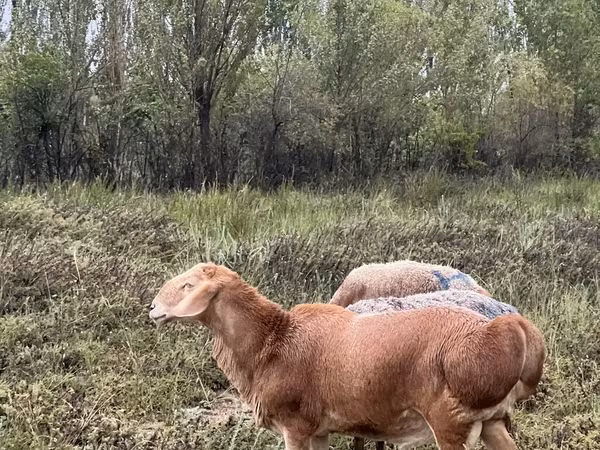Arashan sheep