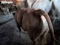 گاو نر, گاو — عکس 4