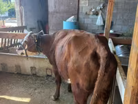 Koe, Latvian Blue cattle — foto 2