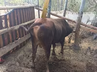 Banteng, Cattle — foto 1