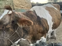 Mucca, Simmental cattle — foto 4