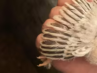 Brahma — zdjęcie 4