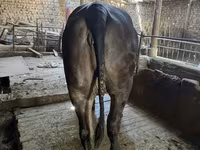 Krowa, Brahman — zdjęcie 1