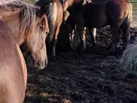 Chevaux (lot, sexe non indiqué), Chevaux — photo 2