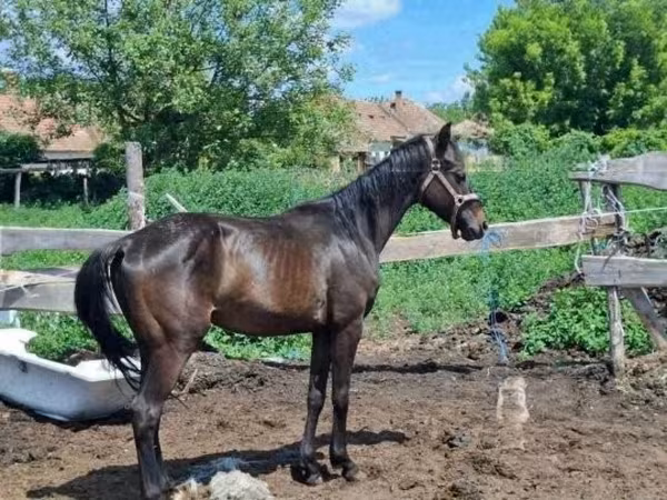 Kůň, Hungarian horse breed