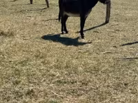 ม้าตัวผู้, Kerry Bog Pony — รูปภาพ 2