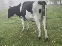 Krava, Russian Black pied cattle — foto 2