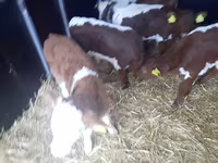 Býk, Simmental cattle — foto 2