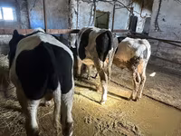 گاو نر, Simmental cattle — عکس 3